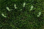 Jeunes plants dans Moss, vert