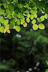 Gros plan de Bright allumé feuilles vertes