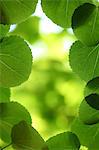 Close-Up Of Bright Green Leaves