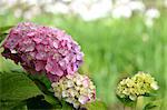 Hortensia rose fleurs jardin