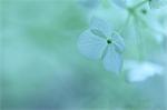 Weiße Hortensie mit Blur-Hintergrund