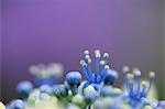 Stempel und Bud, blaue Blüten