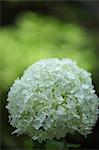 Hortensia blanc