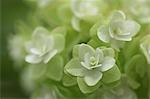 Grappes de fleurs blanches