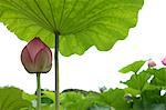 Douce fleur de Lotus