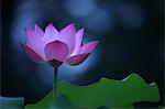 Fresh Pink Lotus