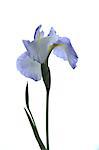 Blue Flower On White Background