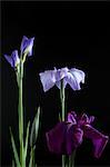 Purple And Blue Flowers On Black Background