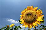 Sunflower Against Clear Sky