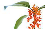 Orange Flowers On White Background