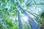 Tall Trees, View From Below, Lens Flare