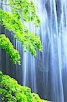 Glänzend grüne Blätter und Wasserfall im Hintergrund