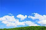 Lush Trees And Blue Sky With Clouds In Background