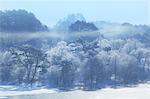 Foggy Woodland In Winter