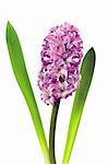 Pink hyacinth isolated on white background