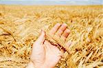 gold harvest in hand