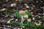 bright orange with white spots mushroom pileus