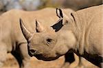 Portrait of a black (hooked-lipped) rhinoceros (Diceros bicornis), South Africa