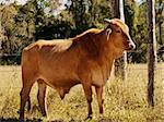 Australian beef cattle young bull red brahman