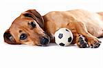 The red dachshund with a ball lies on a white background