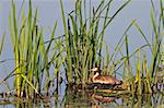 great crested grebe (podiceps cristatus) on nest