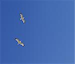 Two seagulls hover in clear sky