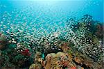 Large shoal of glassfish on a tropical coral reef in the sun