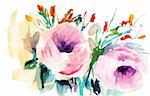 Pink Roses, watercolor illustration
