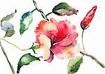 Watercolor illustration of Beautiful flowers