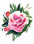 Roses flowers, watercolor painting