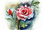Red Roses, watercolor illustration