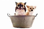 portrait of two purebred   chihuahua in front of white background