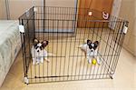 Two puppies papillon in a cage for small dogs