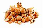Composition of dried raw hazelnuts in shell, husks, cracked, and kernel