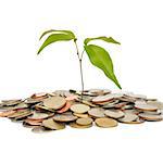 the tree and coin on white background