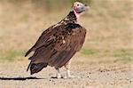 Lappet-faced vulture (Torgos tracheliotus), South Africa