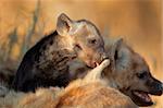 Small spotted hyena pup (Crocuta crocuta) playing on a sleeping adult, South Africa