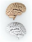 3D illustration of white and brown human brain on white background