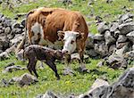 Cow standing near her newborn calf.