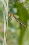 Emerald Damselfly Lestes sponsa perched on a grass stem