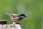 Coal Tit (Periparus ater) perched on a feeding table