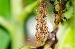 red ant teamwork in green nature or in the garden