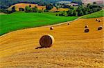 Tuscany Landscape with Many Hay Bales in the Morning