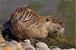 Coipo or Nutria (Myocastor coypus) feeding in shallow water, South America