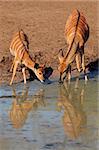 Two female Nyala antelopes (Tragelaphus angasii) drinking water, Mkuze game reserve, South Africa