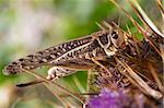 Big grasshopper sitting on a flower