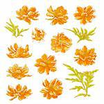 Collection of vector drawn cosmos flowers in watercolor style. Isolated on white background.