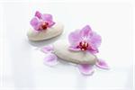 Orchids on Smooth Stones