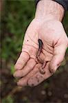 Man holding a worm at the allotment