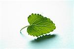 A lemon balm leaf